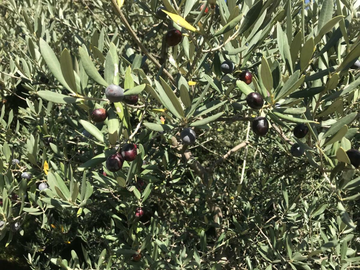 לינה וארוחת בוקר לה בו דה פרובנס Mas De La Fadeto מראה חיצוני תמונה